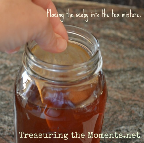 treasuringthemoments.net make your own kombucha3