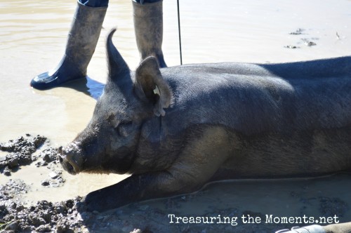 treasuring the moments.net