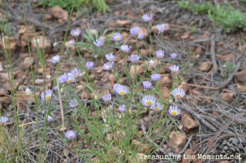 arizona wild flowers treasuring the moments.net