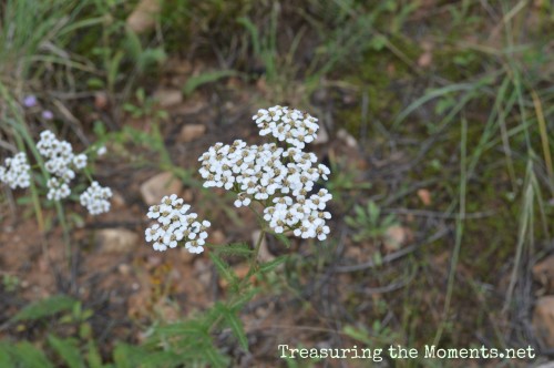 arizona wildflowers treasuring the moments.net