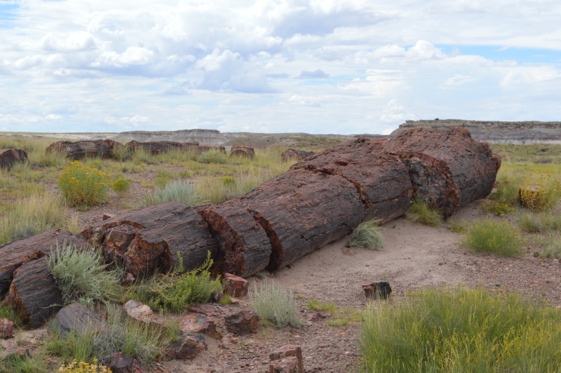 Petrified Wood 