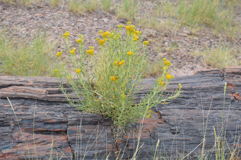 flower growing out of Petrified Wood treasuringthemoments.net