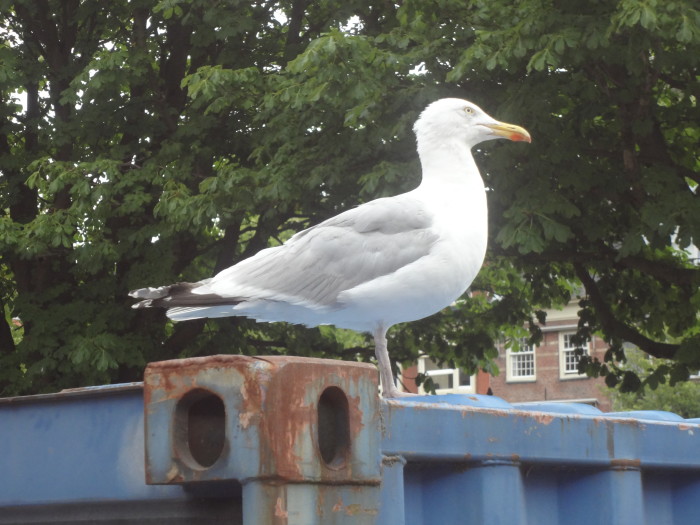 holland bird treasuring the moments.net