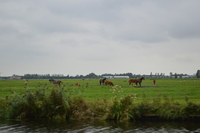 DSC_0771