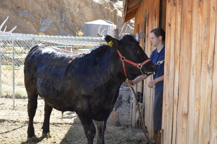 4-H steer treasuring the moments.net