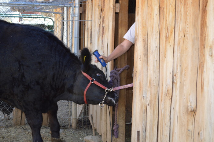 4-H steer treasuring the moments.net