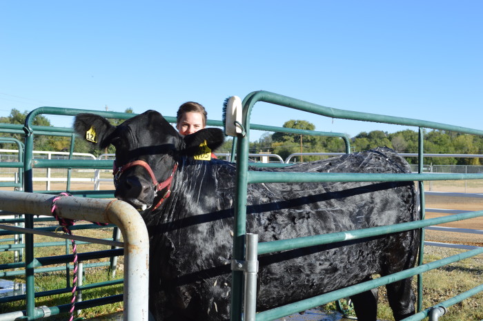 4-H steer treasuring the moments.net