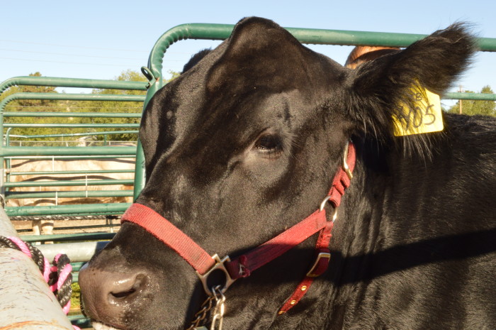 4-H steer treasuring the moments.net