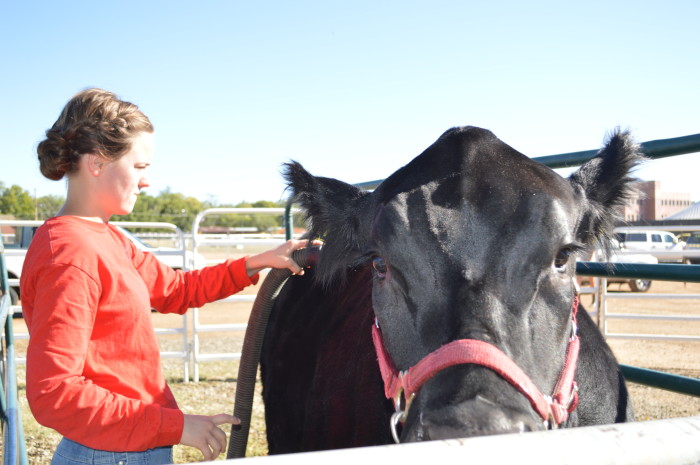 4-H steer treasuring the moments.net