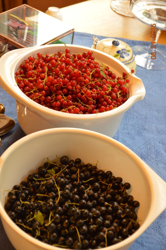 Norwegian currants treasuring the moments.net