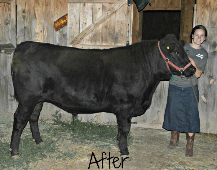 4-H steer treasuring the moments.net