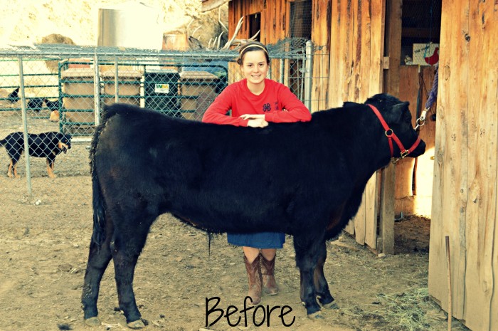 4-H steer treasuring the moments.net