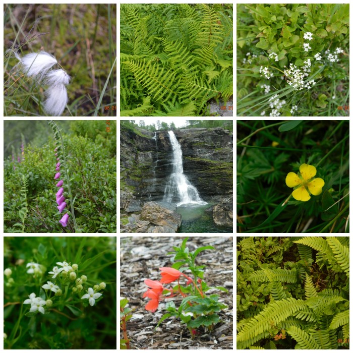 norwegian plant life